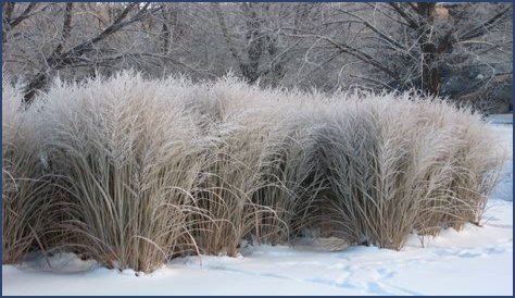 Can I mow dormant grass in winter?